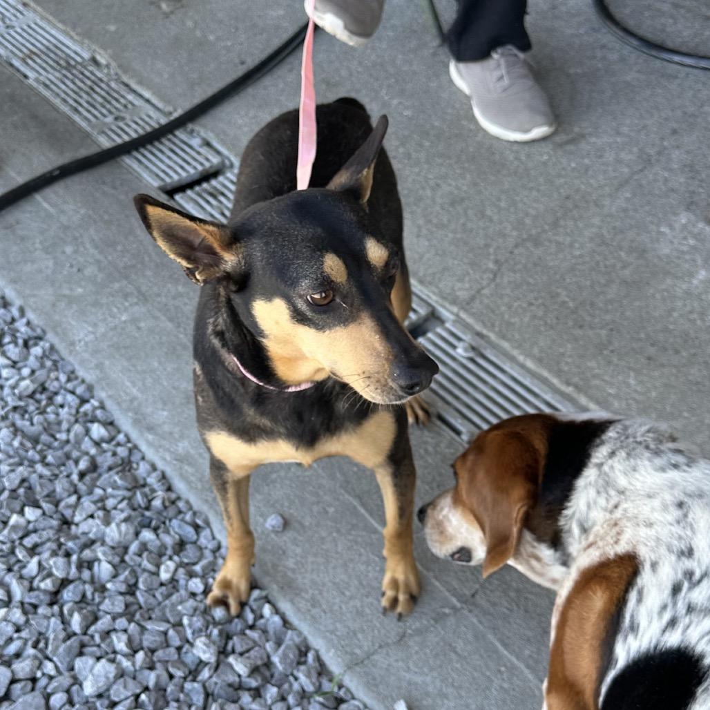 Enlarge Birdie, a Adoptable Mixed Breed in Corbin, KY image 4/6