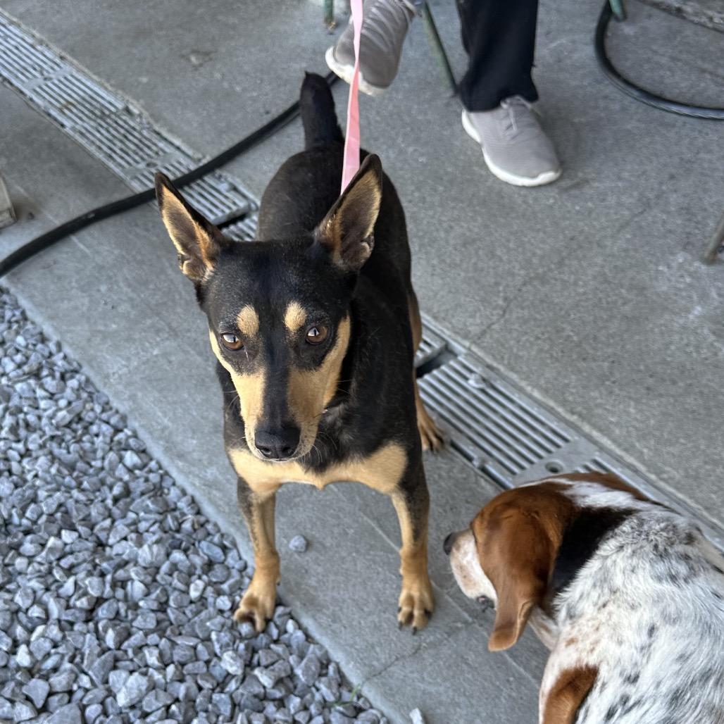 Enlarge Birdie, a Adoptable Mixed Breed in Corbin, KY image 5/6