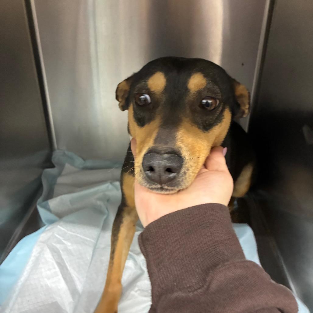 Enlarge Birdie, a Adoptable Mixed Breed in Corbin, KY image 6/6