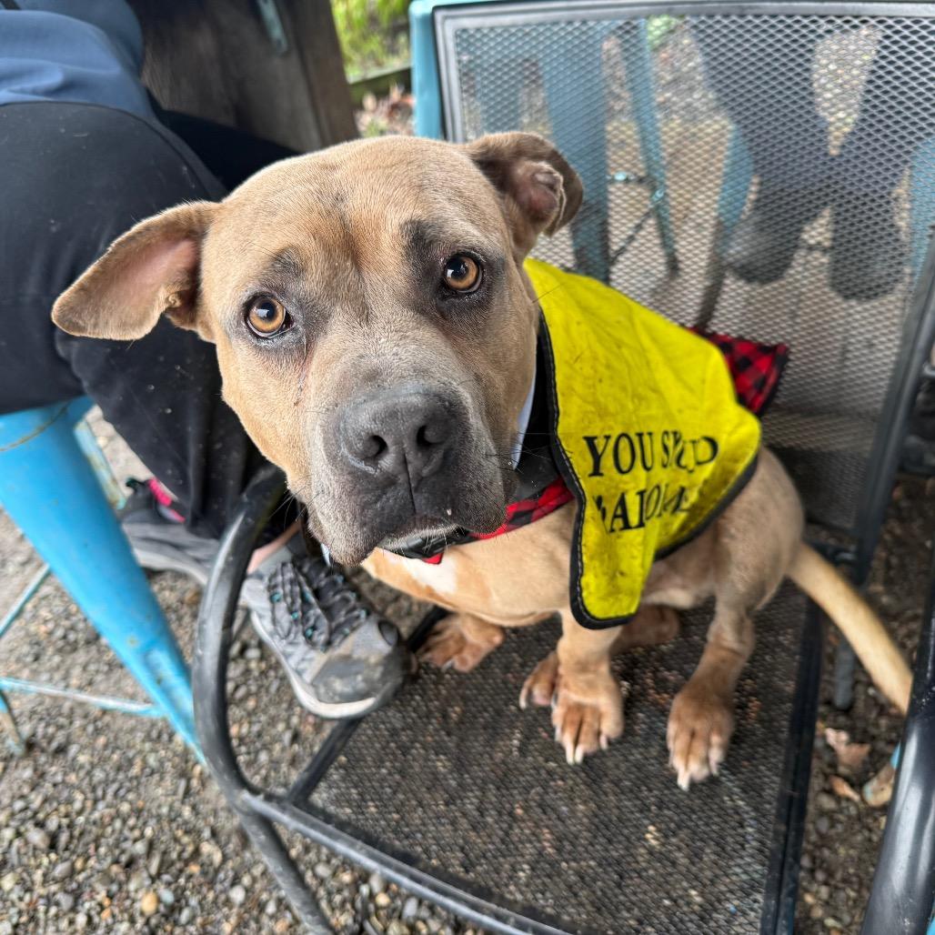 Mister, Adoptable, Adult Male American Bulldog & Pit Bull Terrier.