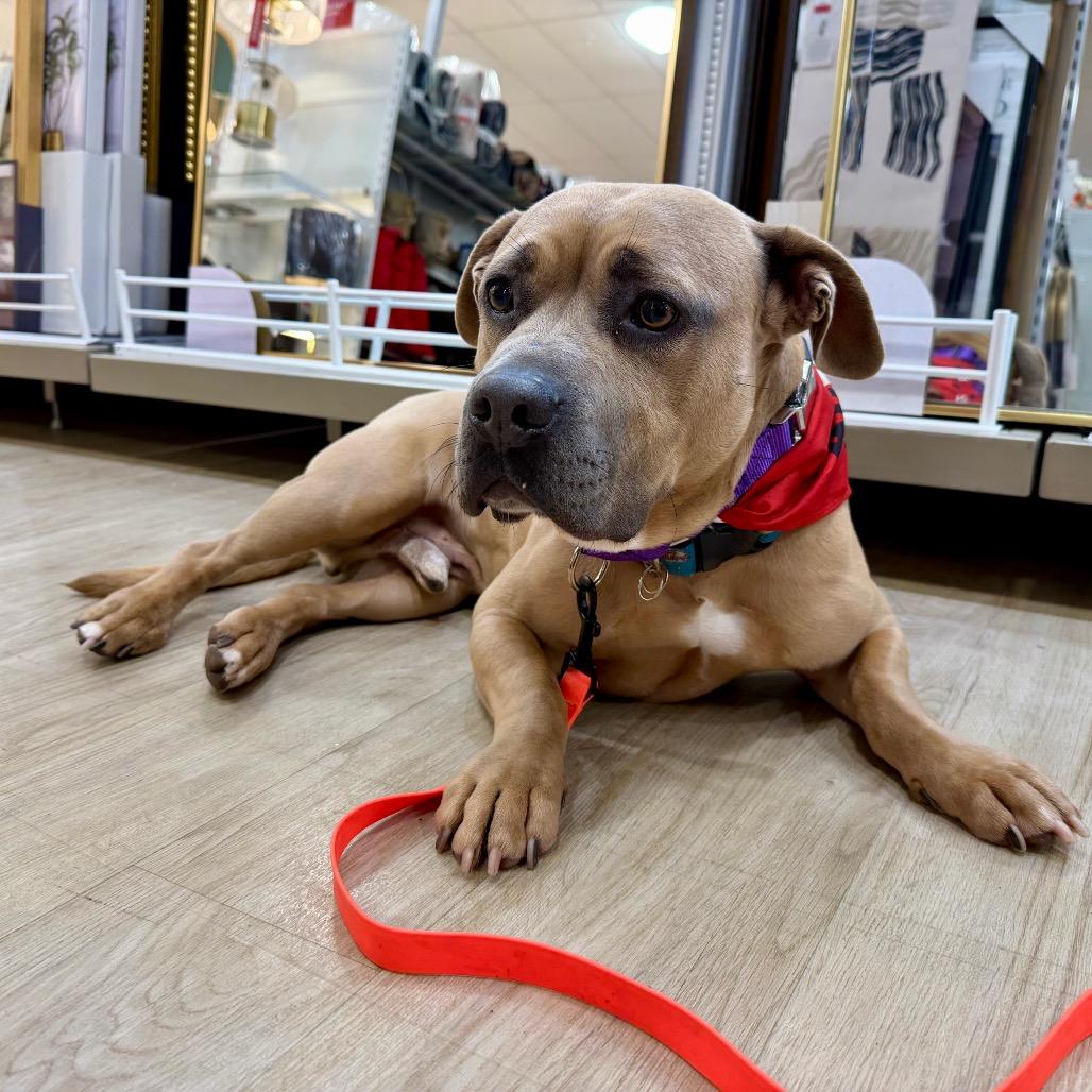 Enlarge Mister, a Adoptable mixed breed in Bellingham, WA image 2/6