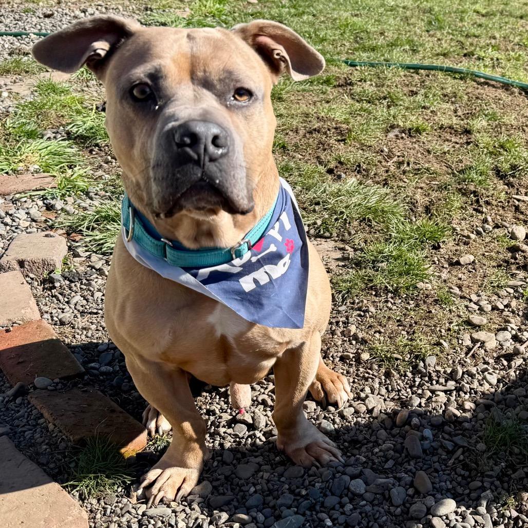 Enlarge Mister, a Adoptable mixed breed in Bellingham, WA image 3/6