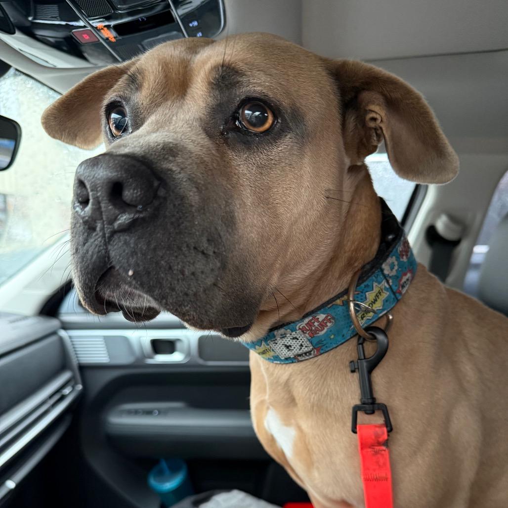 Enlarge Mister, a Adoptable mixed breed in Bellingham, WA image 5/6