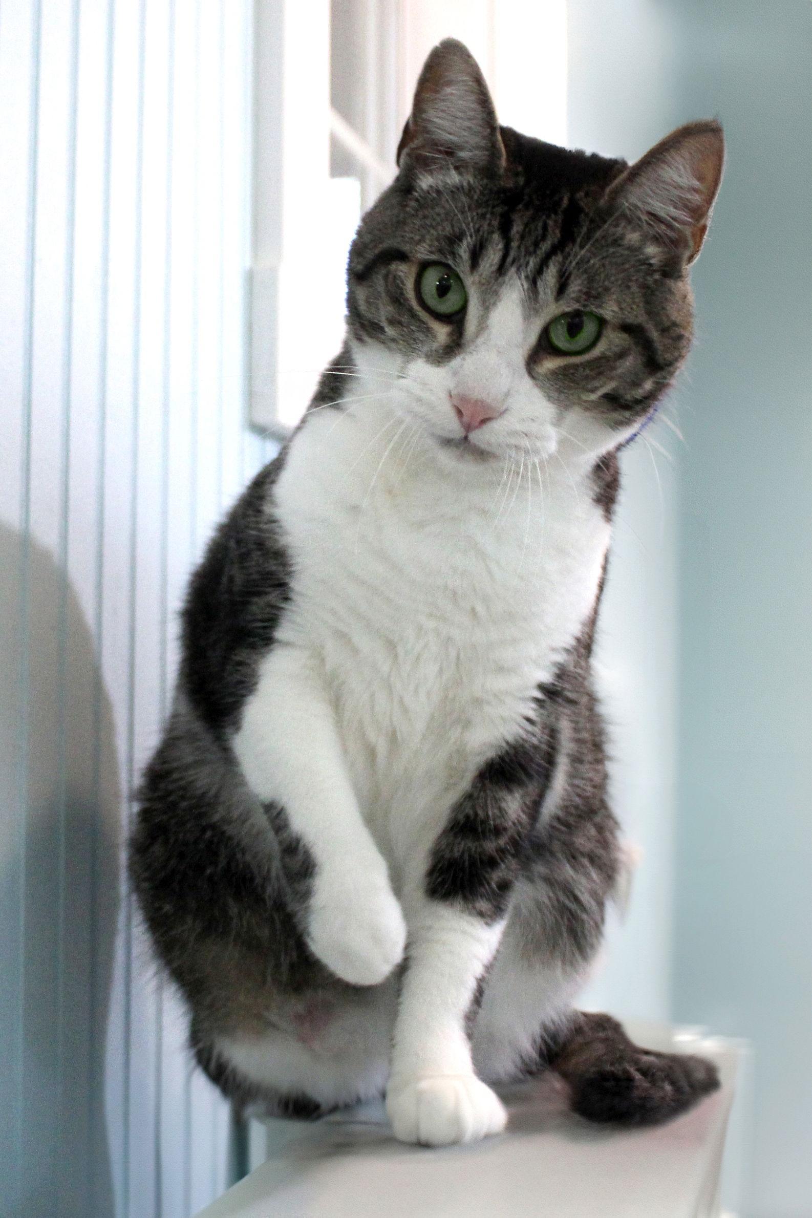 Fisher, Adoptable, Adult Male Tabby & Domestic Short Hair.