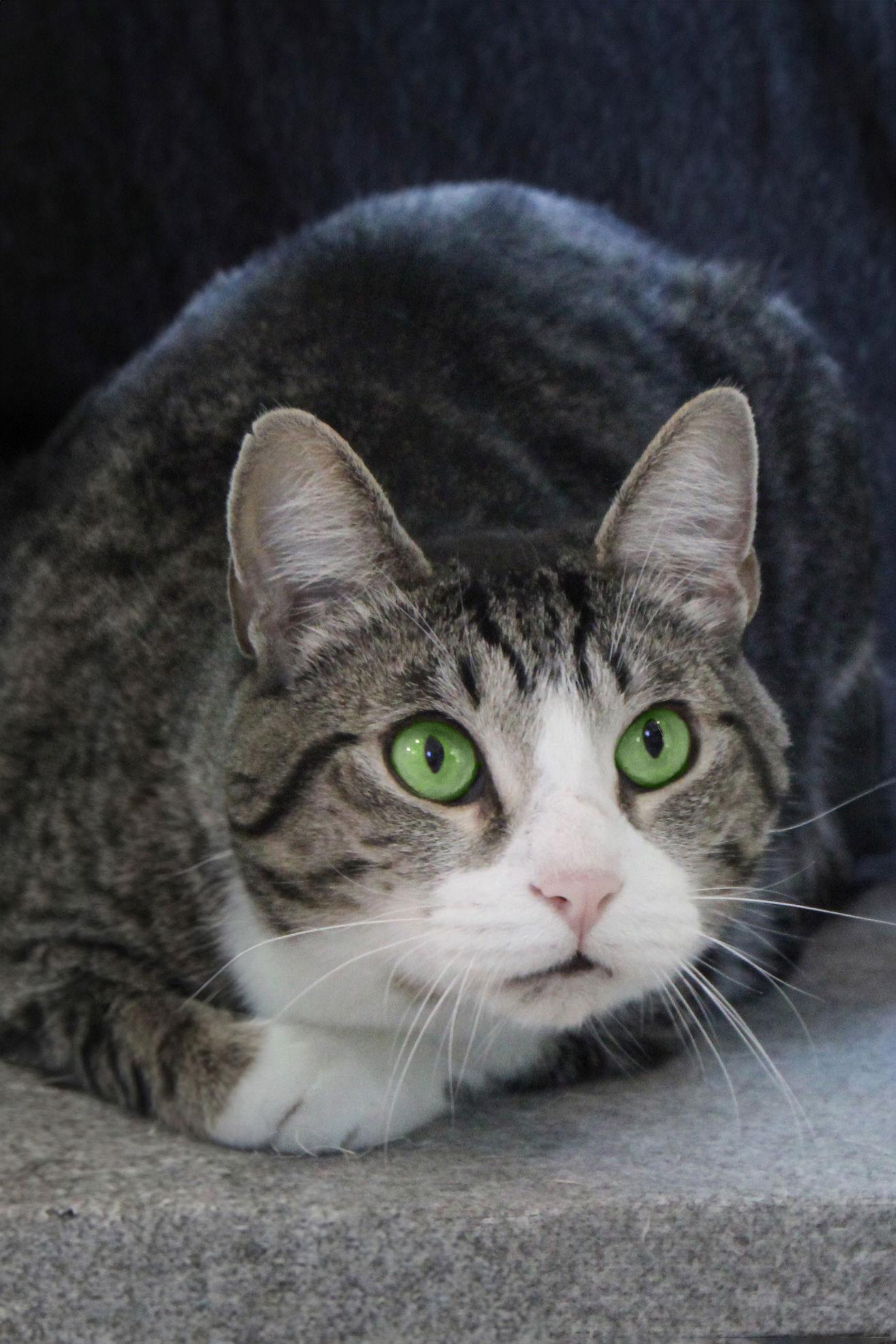 Enlarge Fisher, a Adoptable mixed breed in Buford, GA image 2/3