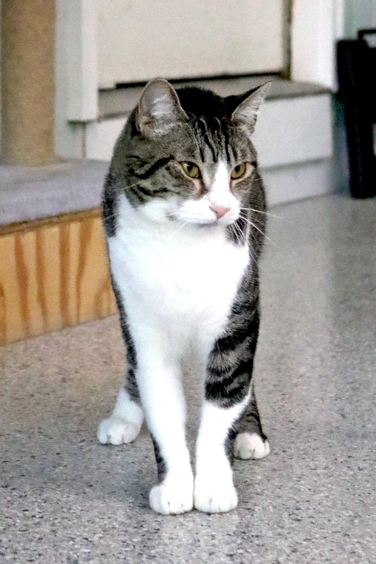 Fisher, a Adoptable mixed breed in Buford, GA image 2/3