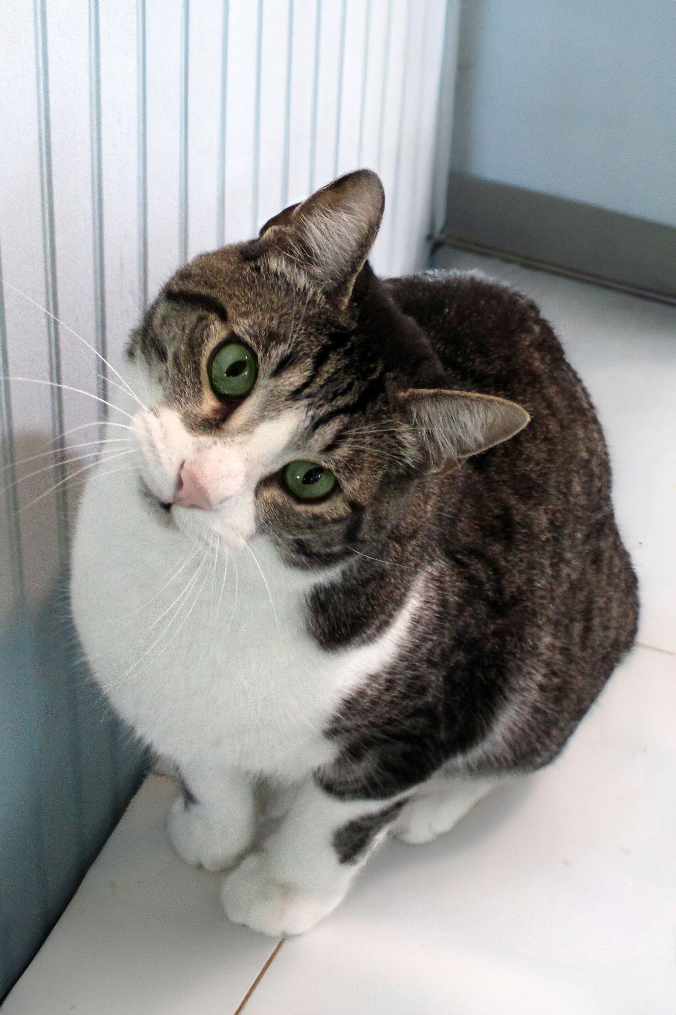 Enlarge Fisher, a Adoptable mixed breed in Buford, GA image 3/3