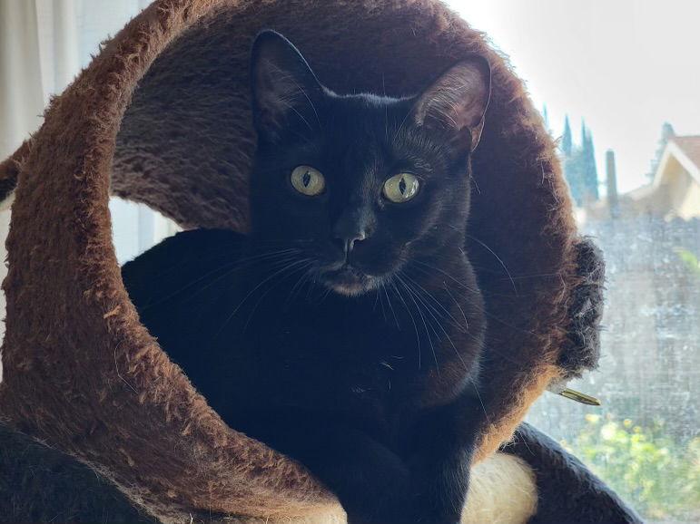 Enlarge Hail (Napa HM), a Adoptable Domestic Short Hair in Napa, CA image 1/1