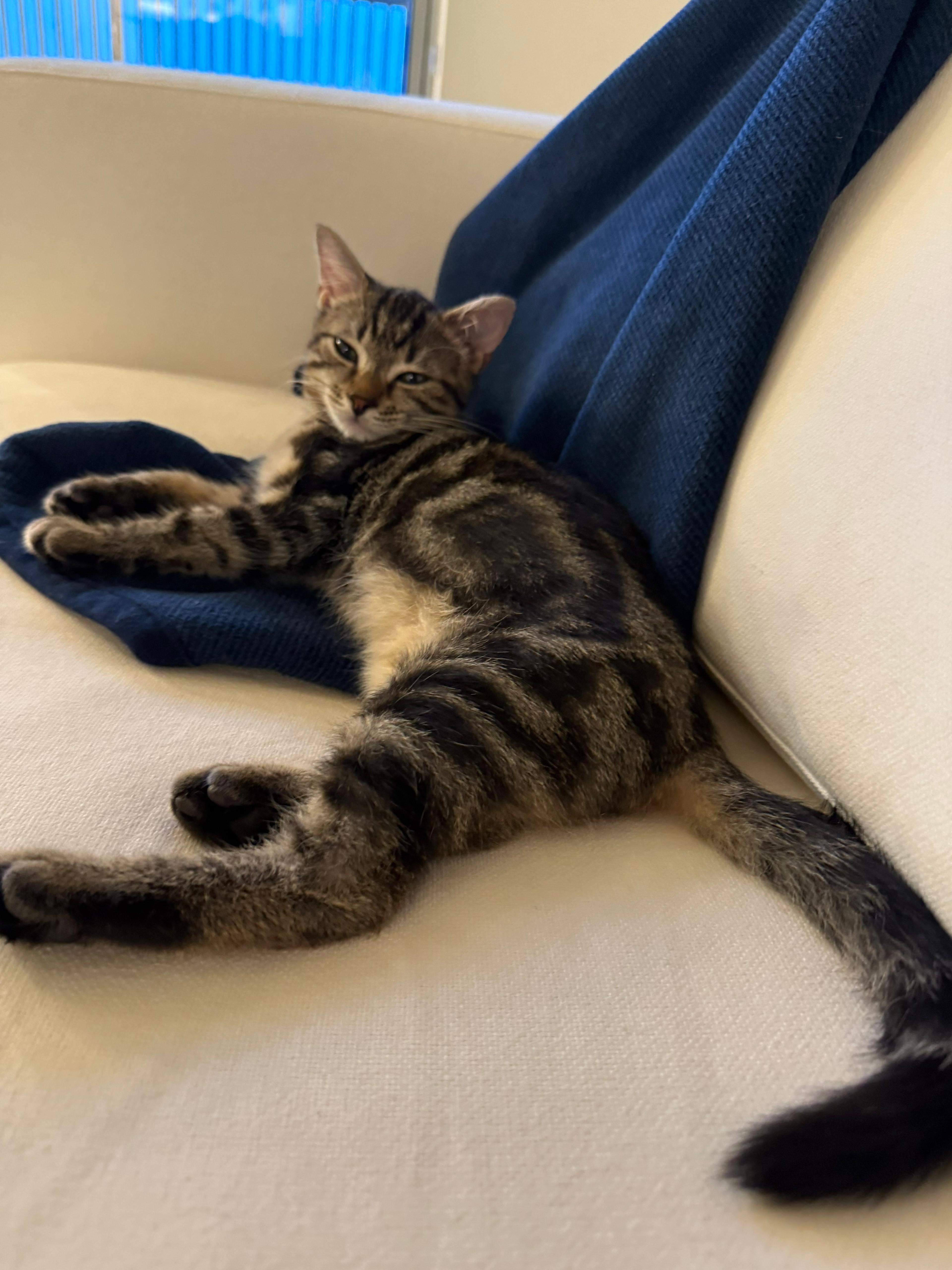 Newton, Adoptable, Kitten Male Domestic Short Hair.