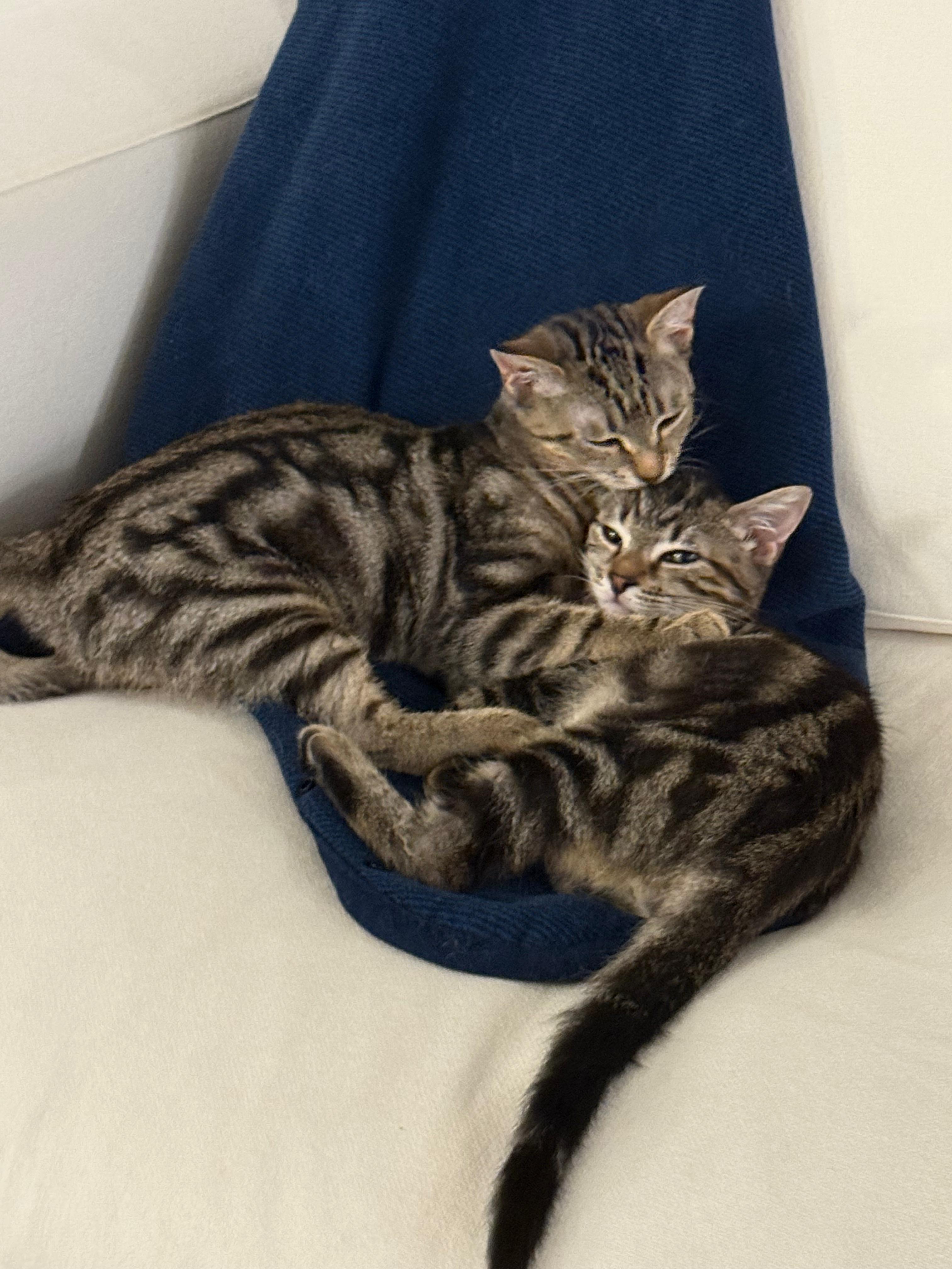 Newton, a Adoptable Domestic Short Hair in Jersey City, NJ image 2/6