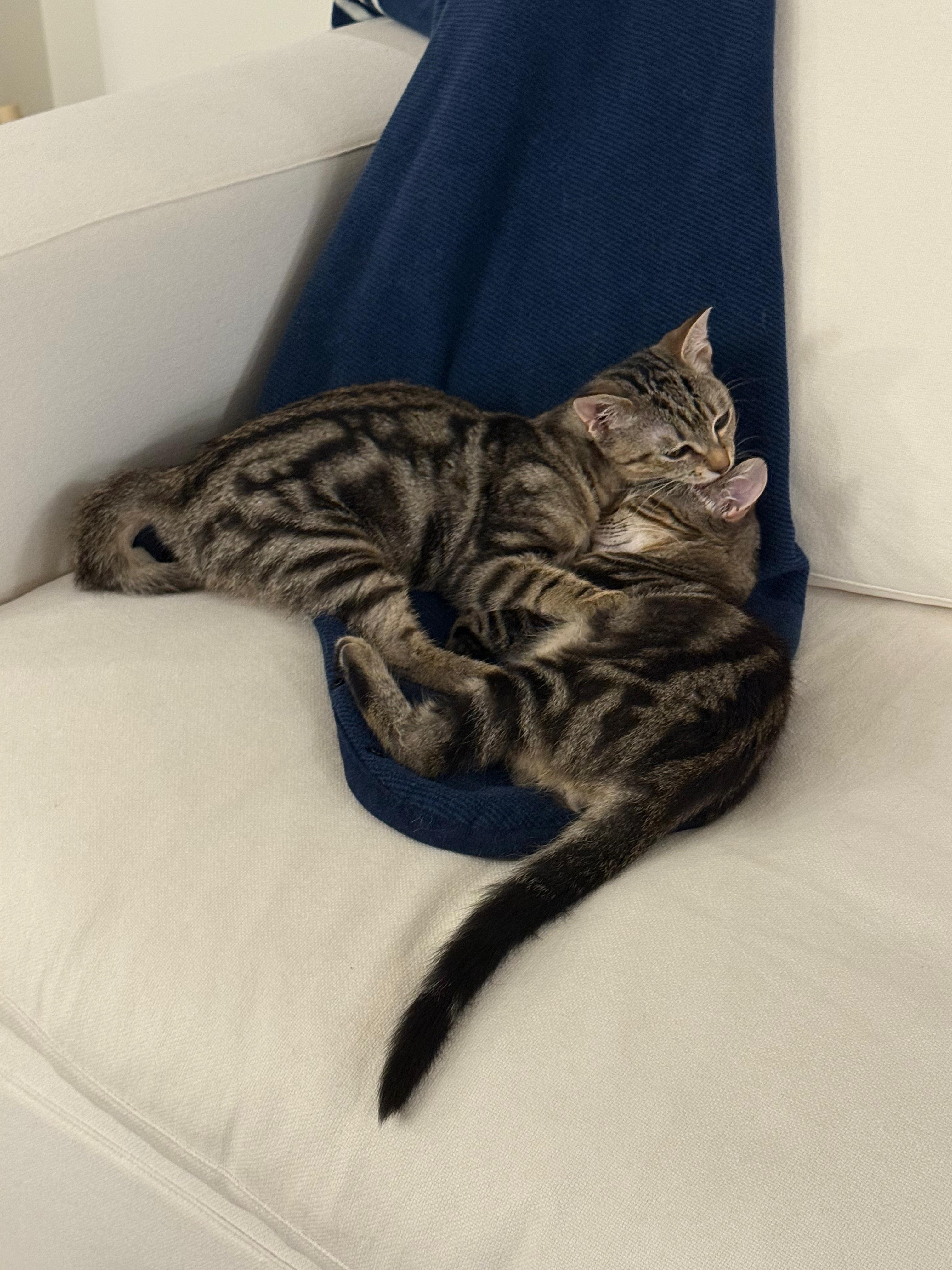 Newton, a Adoptable Domestic Short Hair in Jersey City, NJ image 6/6