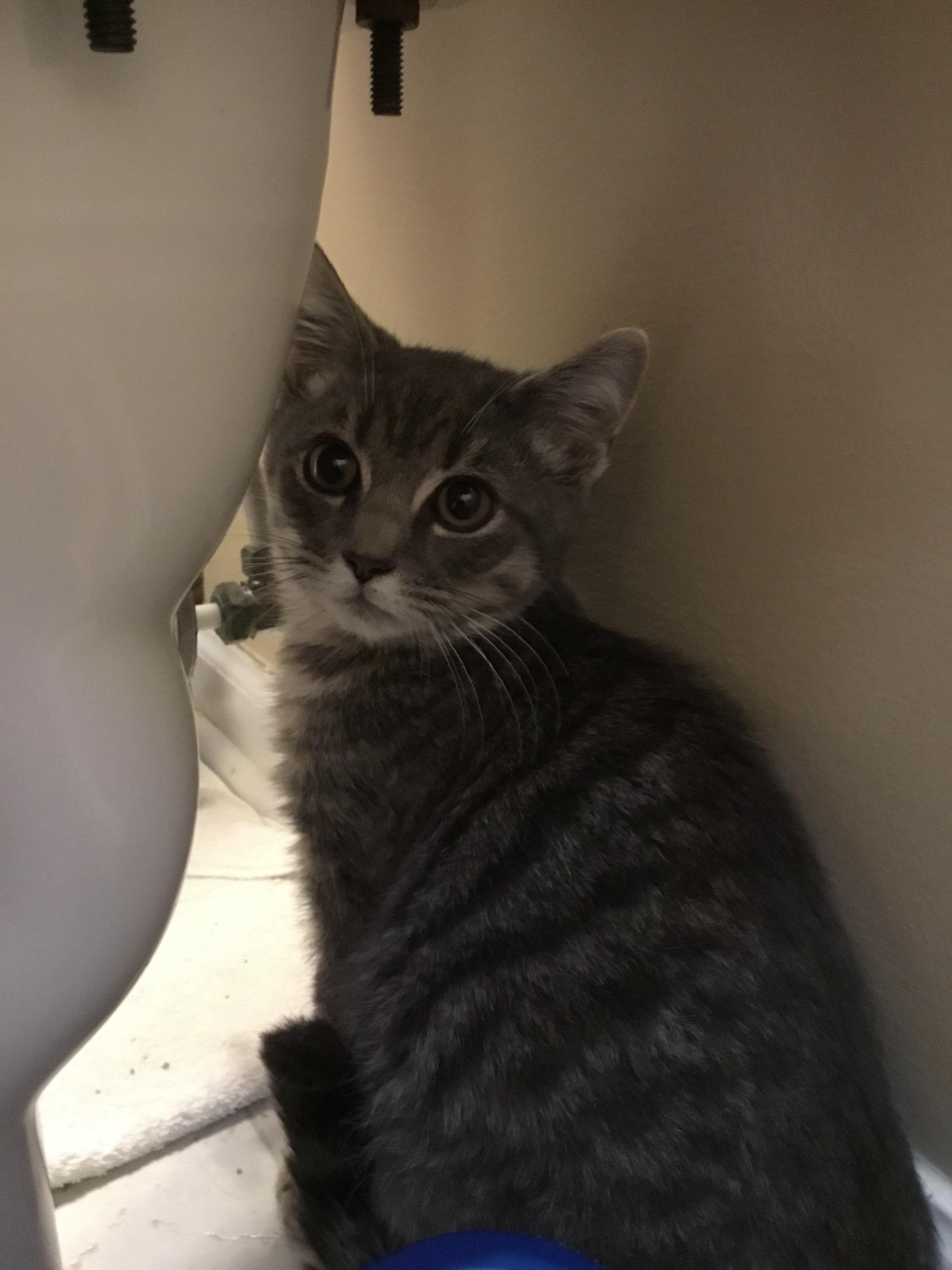 Greebo, Adoptable, Young Male Domestic Short Hair.