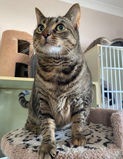 Lily, Adult Female unknown