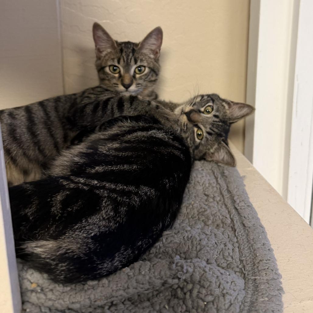 Jelly Bean, Adoptable, Kitten Male Domestic Medium Hair.