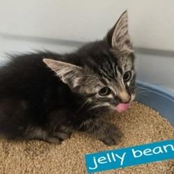 Enlarge Jelly Bean, a Adoptable Domestic Medium Hair in Tempe, AZ image 2/4