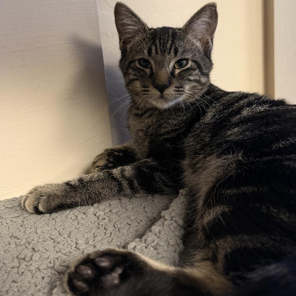 Enlarge Jelly Bean, a Adoptable Domestic Medium Hair in Tempe, AZ image 3/4