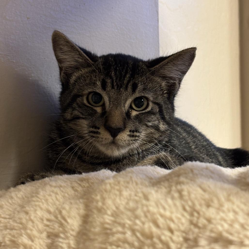 Enlarge Jelly Bean, a Adoptable Domestic Medium Hair in Tempe, AZ image 4/4