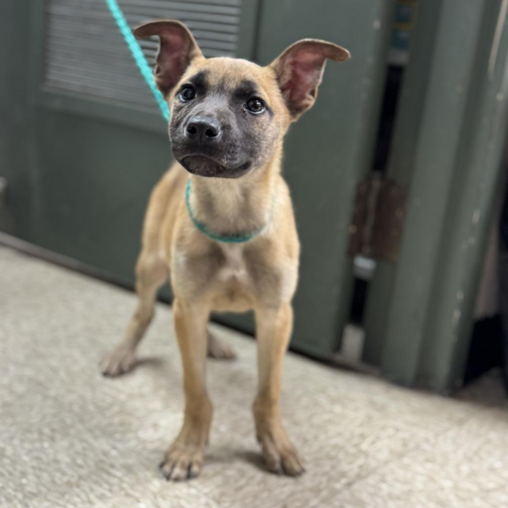 PUPPY 2/17/2026, Adoptable, Puppy Male Shepherd & Belgian Shepherd / Malinois.