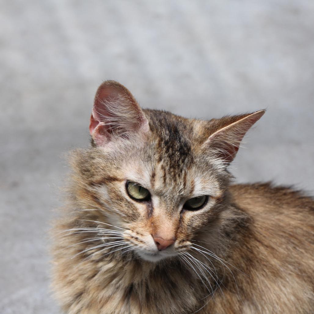 Enlarge Blondie, a Adoptable Domestic Medium Hair in Santa Barbara, CA image 1/5