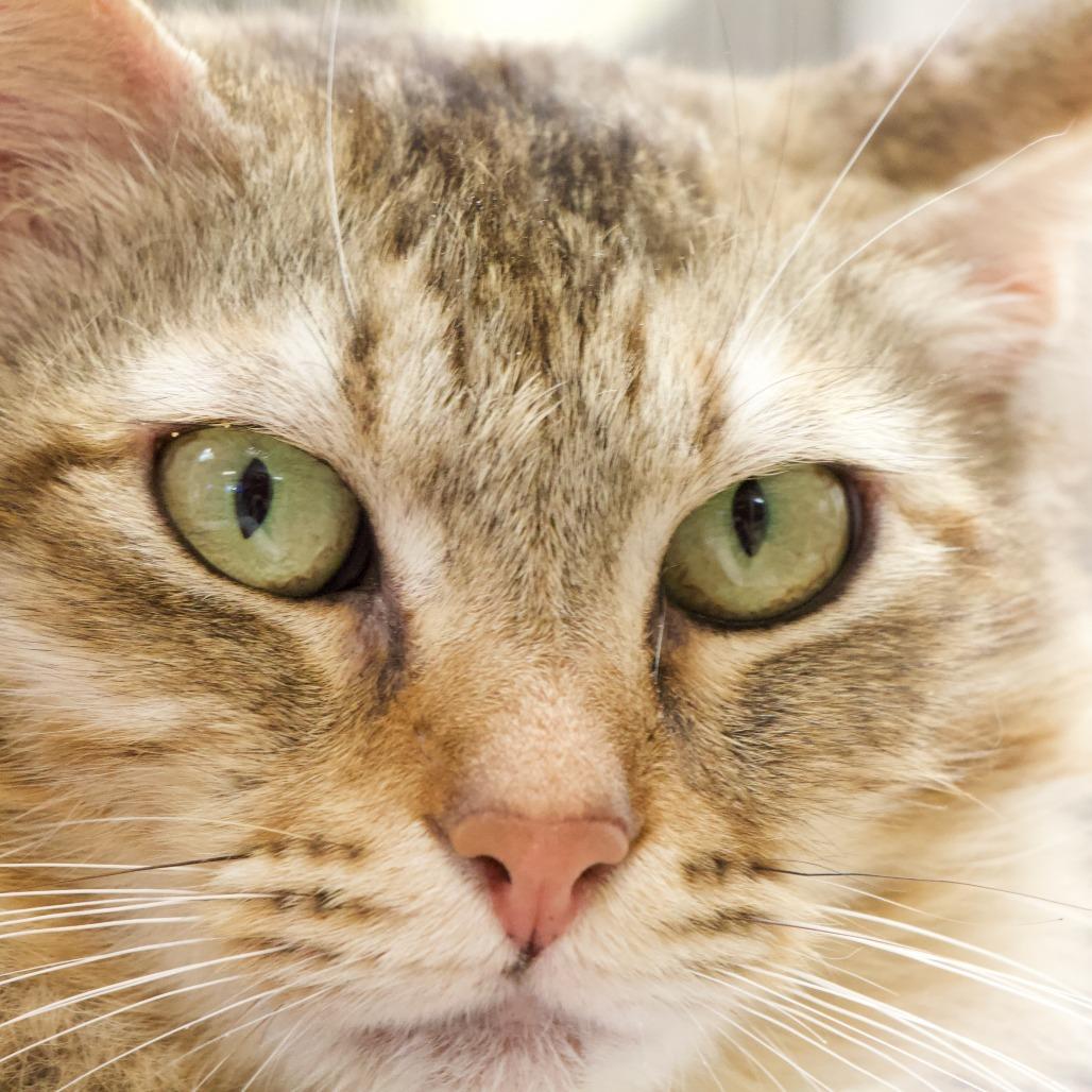 Enlarge Blondie, a Adoptable Domestic Medium Hair in Santa Barbara, CA image 2/5