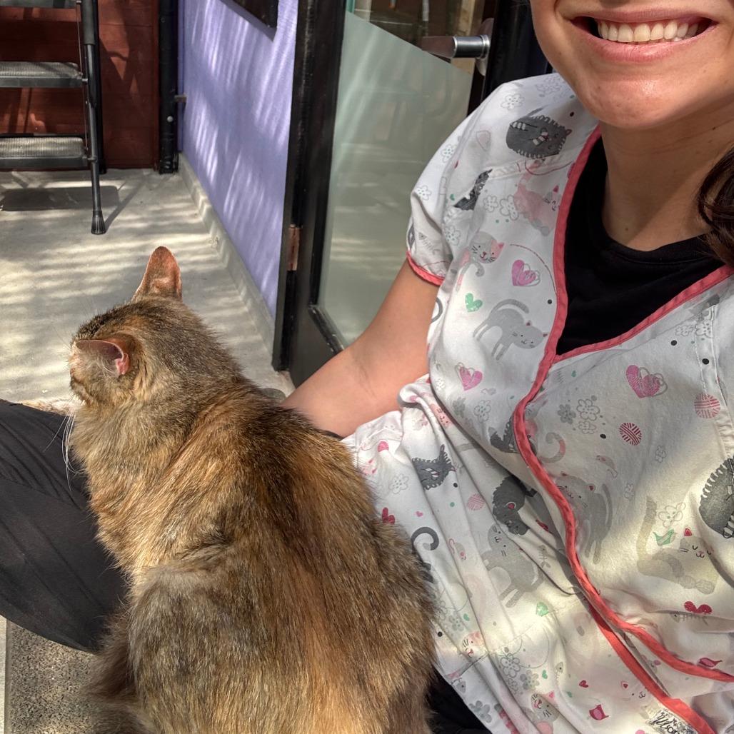 Enlarge Blondie, a Adoptable Domestic Medium Hair in Santa Barbara, CA image 3/5