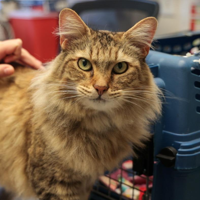 Enlarge Blondie, a Adoptable Domestic Medium Hair in Santa Barbara, CA image 4/5