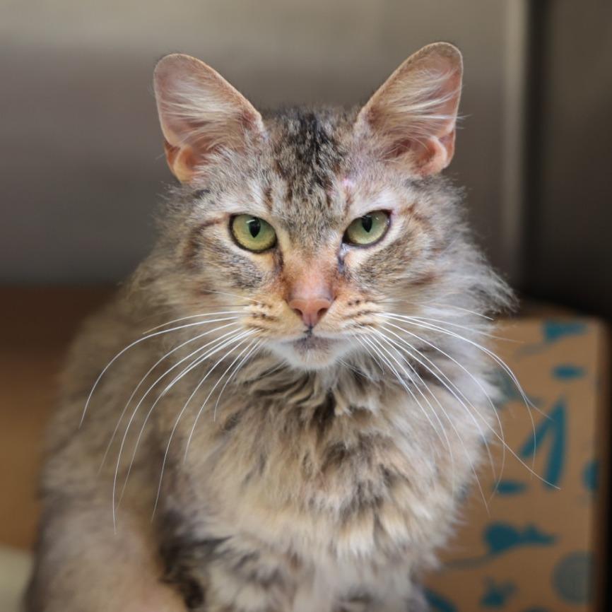 Enlarge Blondie, a Adoptable Domestic Medium Hair in Santa Barbara, CA image 5/5
