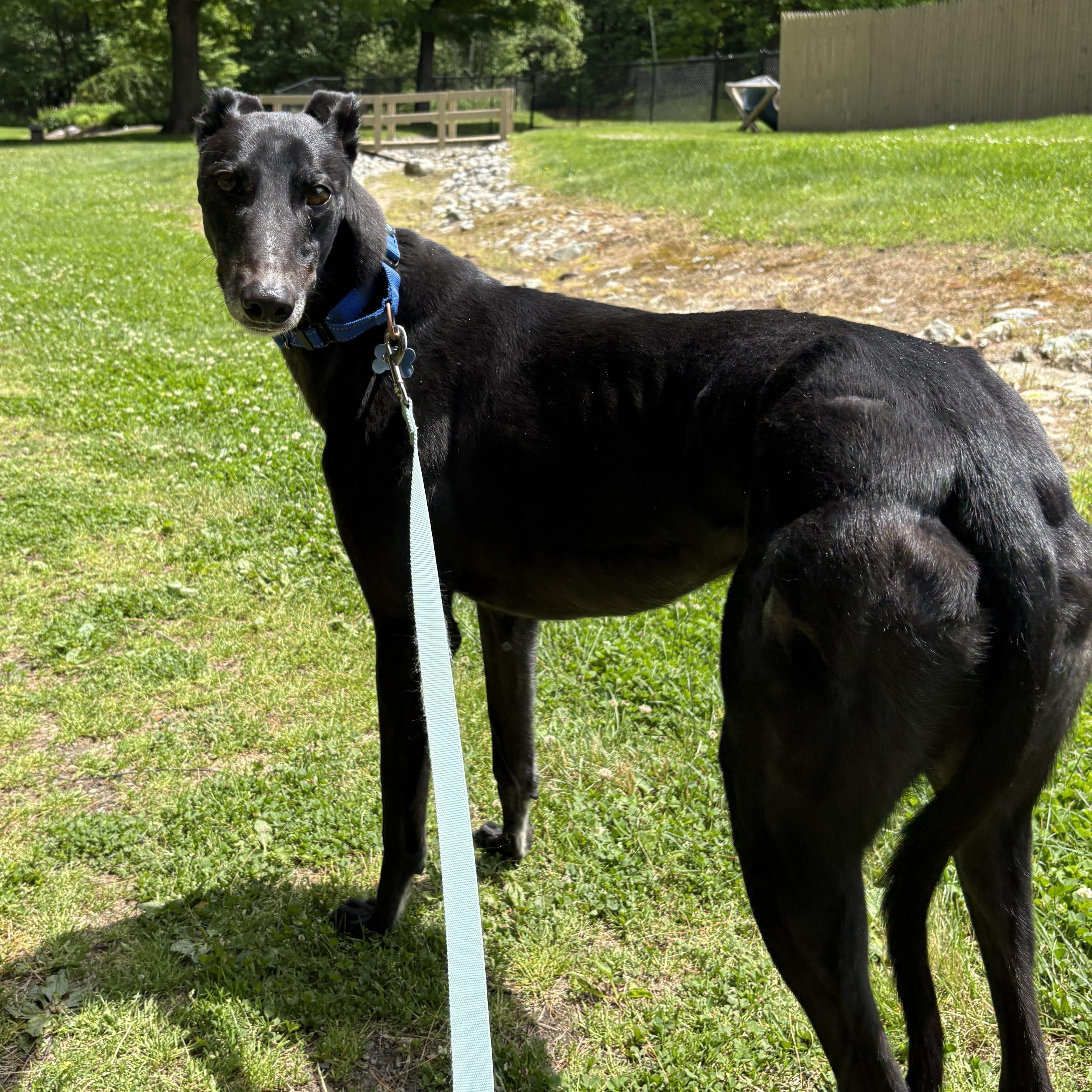 Enlarge Brutus, a ADOPTABLE Greyhound in Swanzey, NH image 3/3