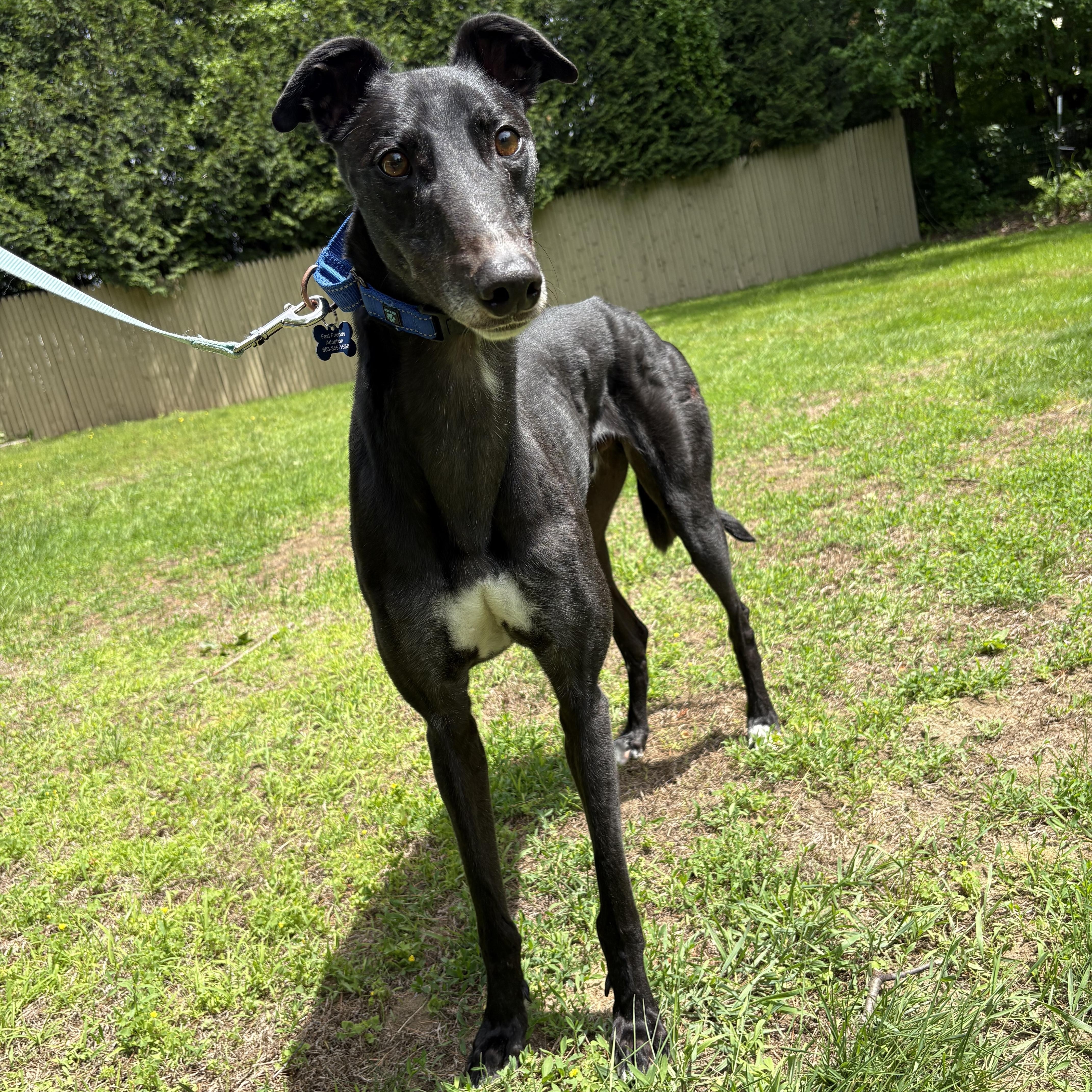 Enlarge Brutus, a ADOPTABLE Greyhound in Swanzey, NH image 2/3