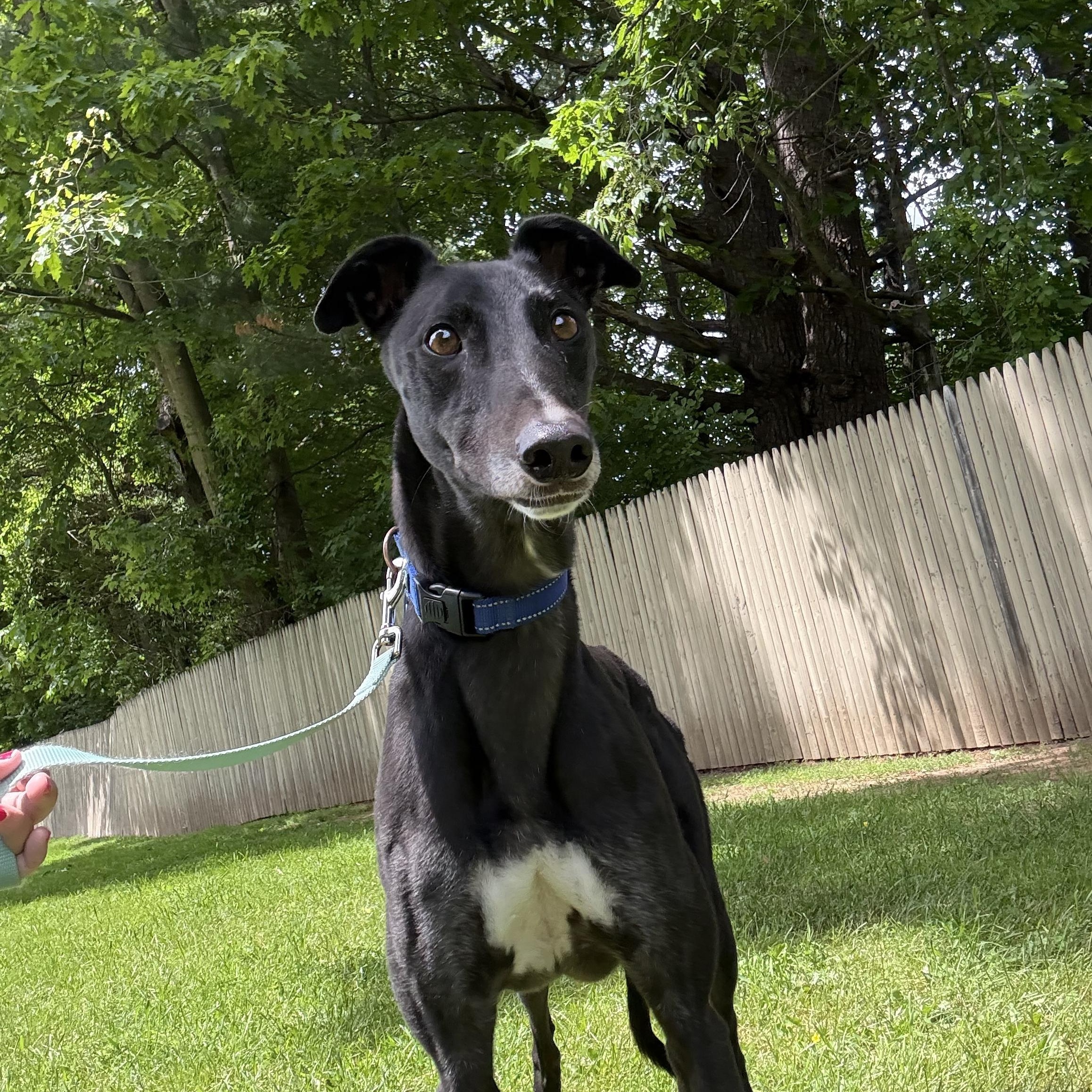 Brutus, ADOPTABLE, Adult Male Greyhound.