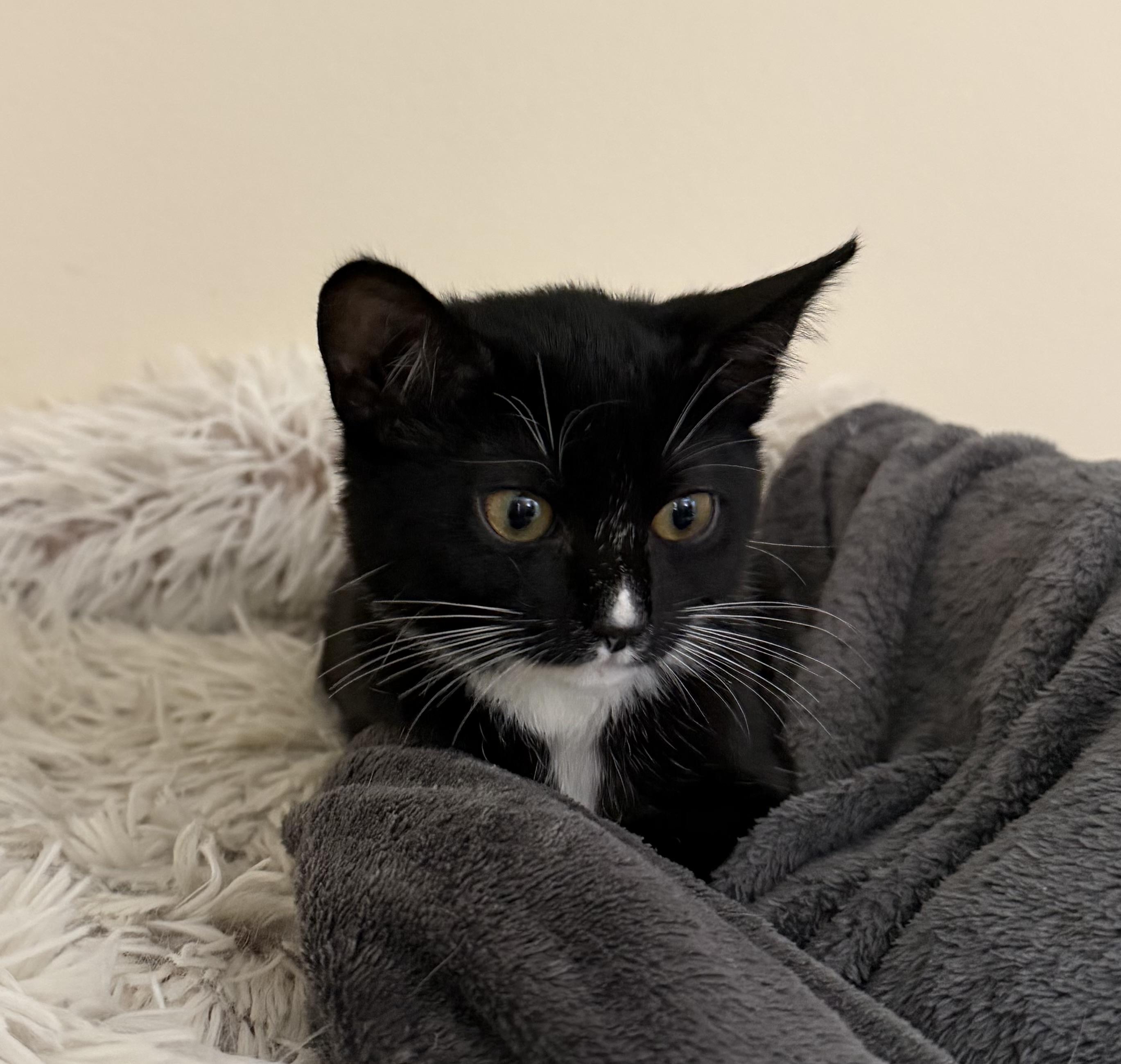 Pumpkin, a Adoptable Tuxedo in Laguna Beach, CA image 3/4