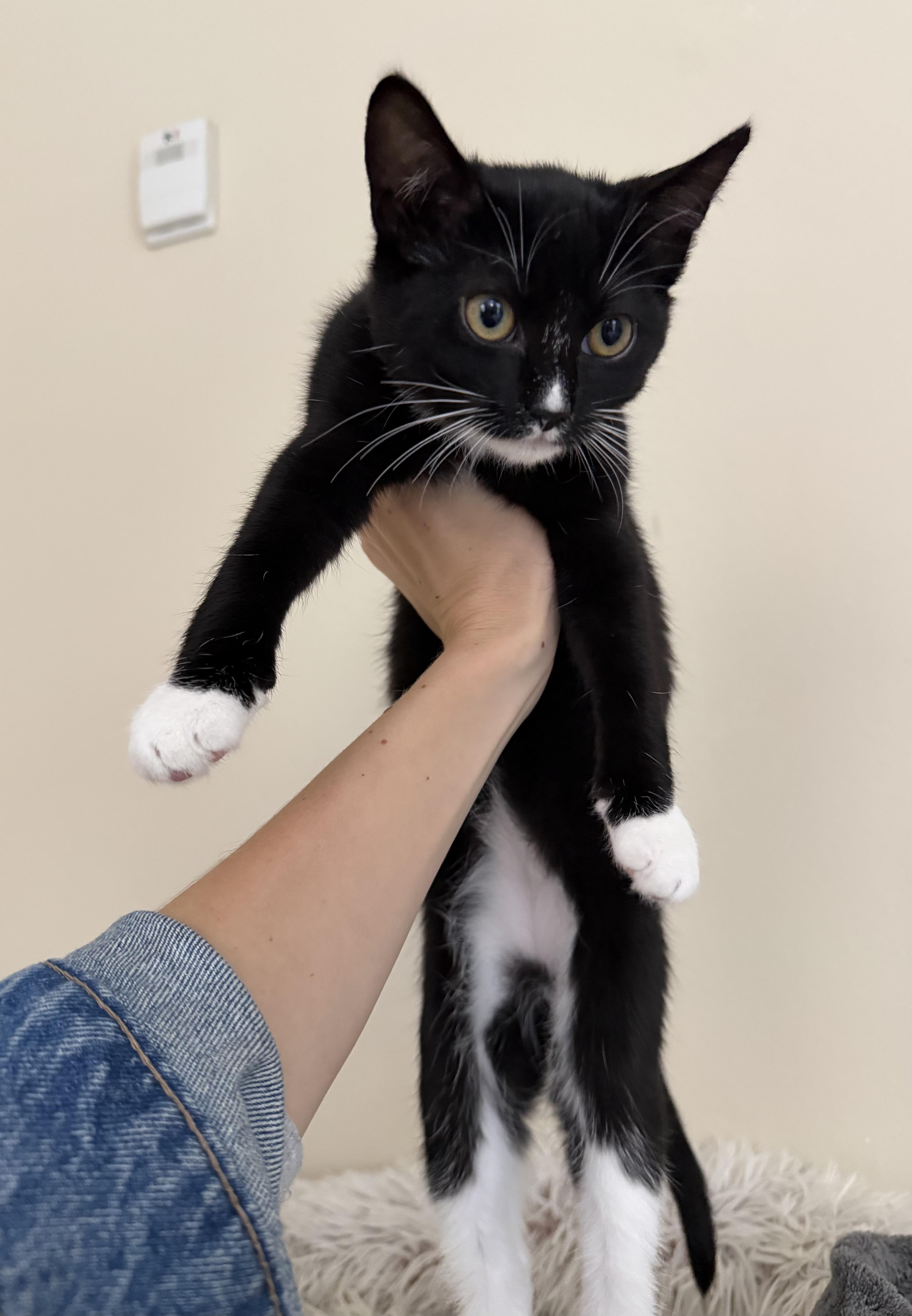 Pumpkin, a Adoptable Tuxedo in Laguna Beach, CA image 4/4