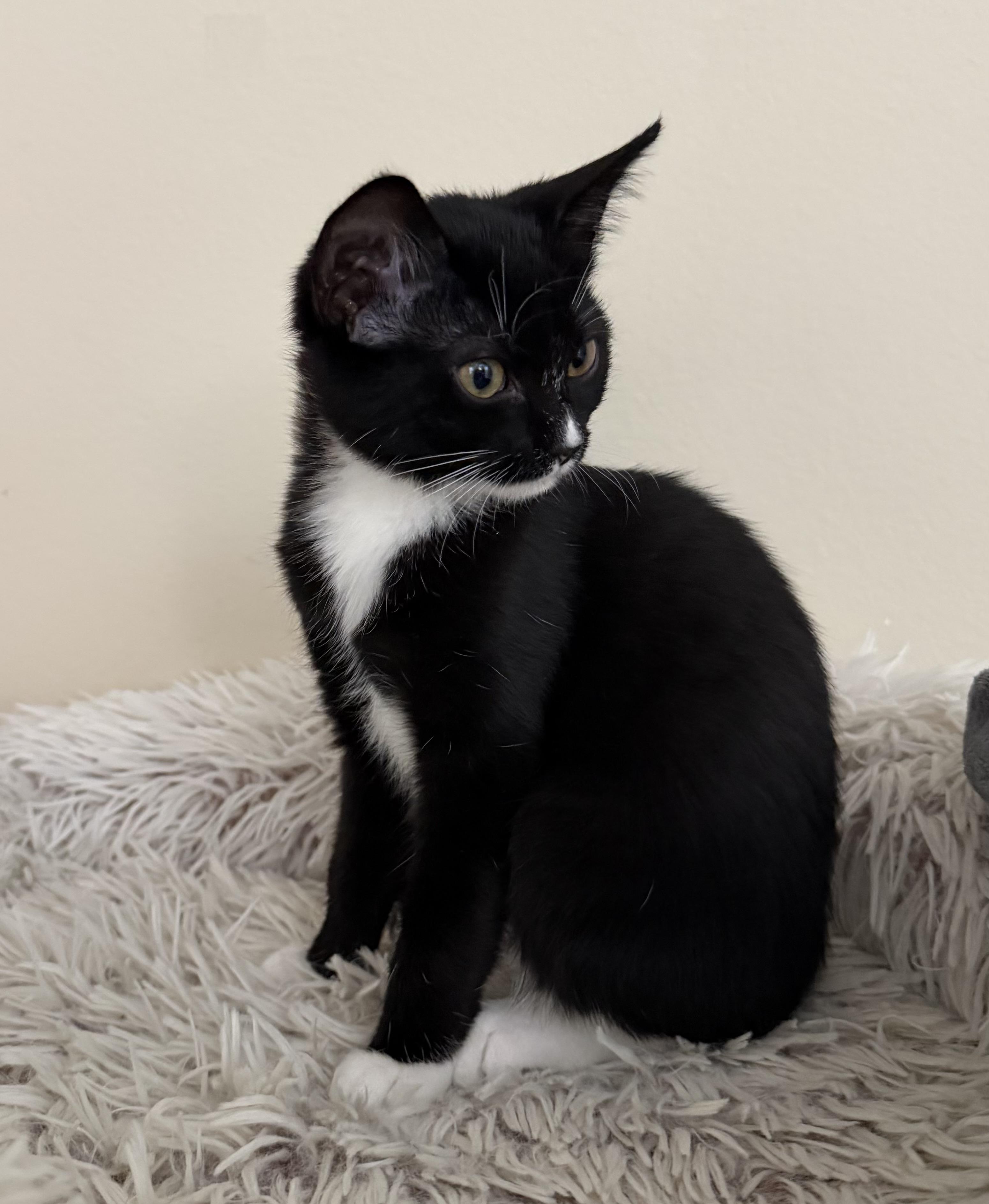 Pumpkin, Adoptable, Kitten Female Tuxedo.