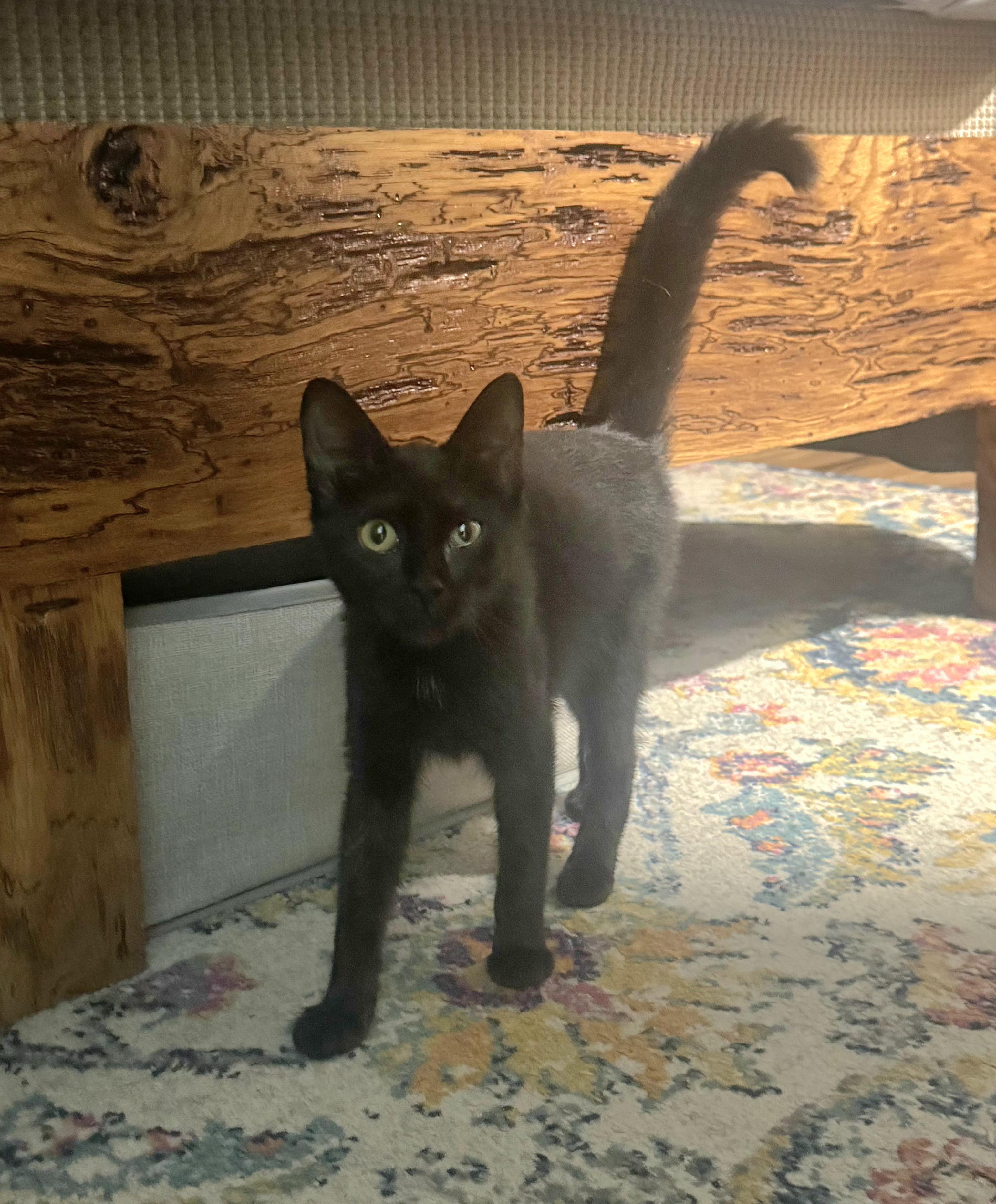 Enlarge Augustine, a Adoptable Domestic Short Hair in Stanton, KY image 4/5