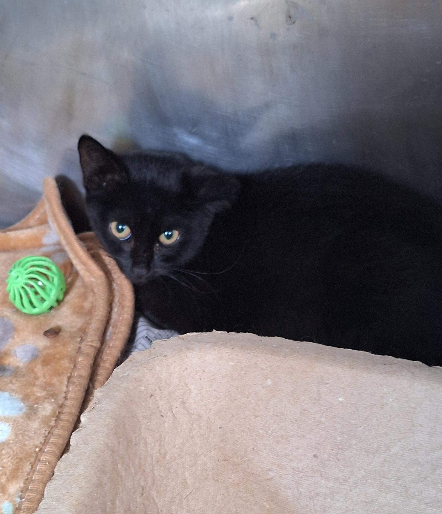 Enlarge Augustine, a Adoptable Domestic Short Hair in Stanton, KY image 5/5