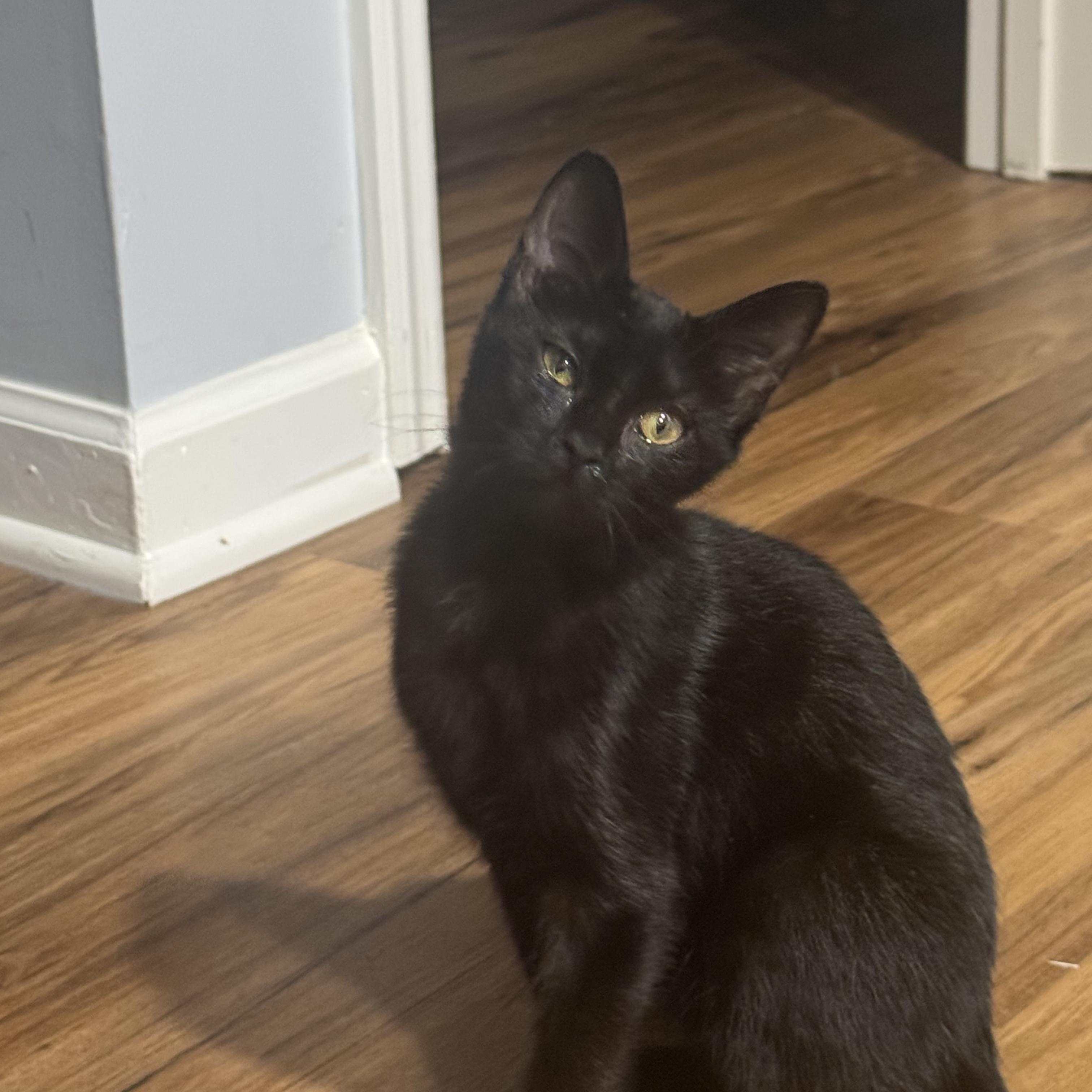 Enlarge Augustine, a Adoptable Domestic Short Hair in Stanton, KY image 2/5