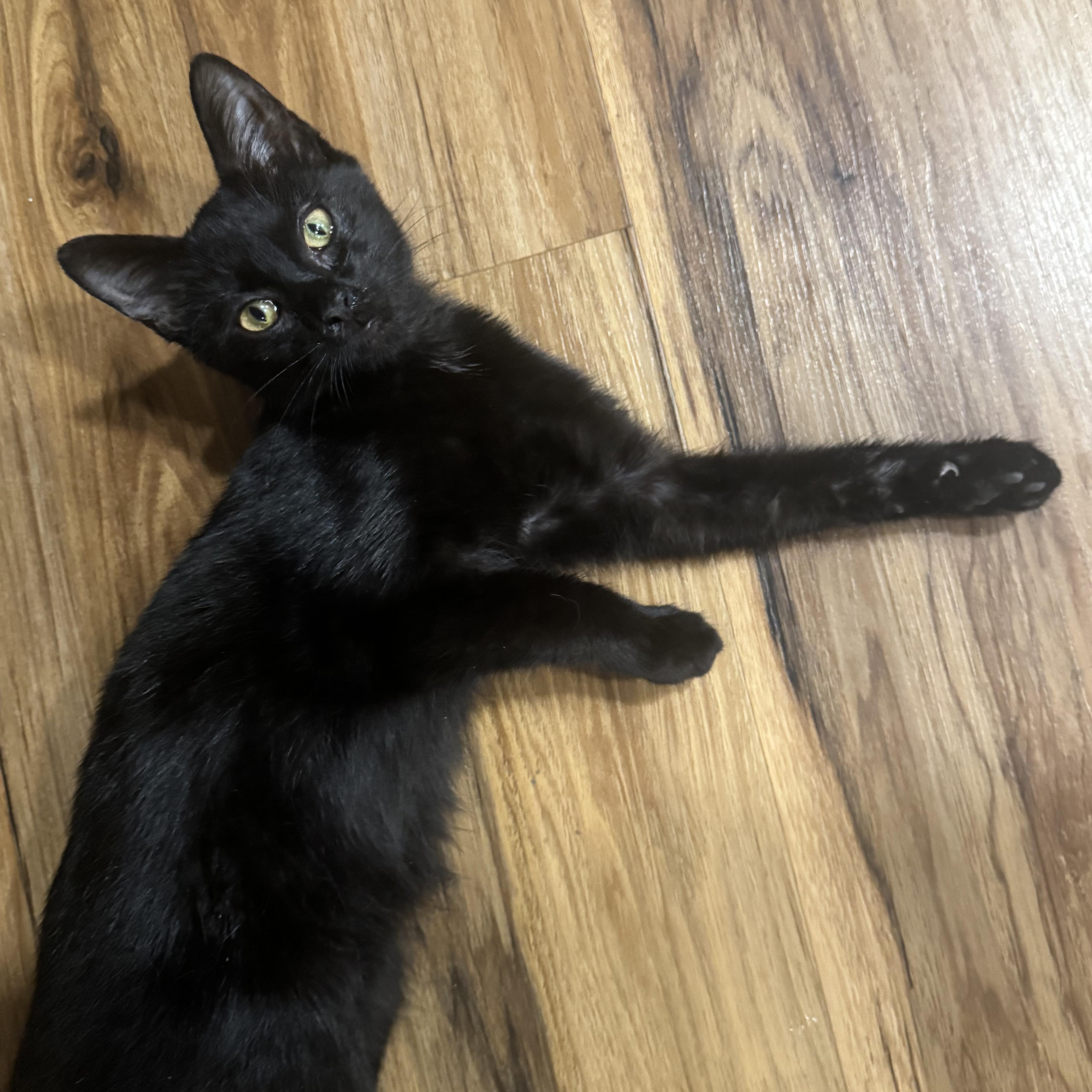 Enlarge Augustine, a Adoptable Domestic Short Hair in Stanton, KY image 3/5