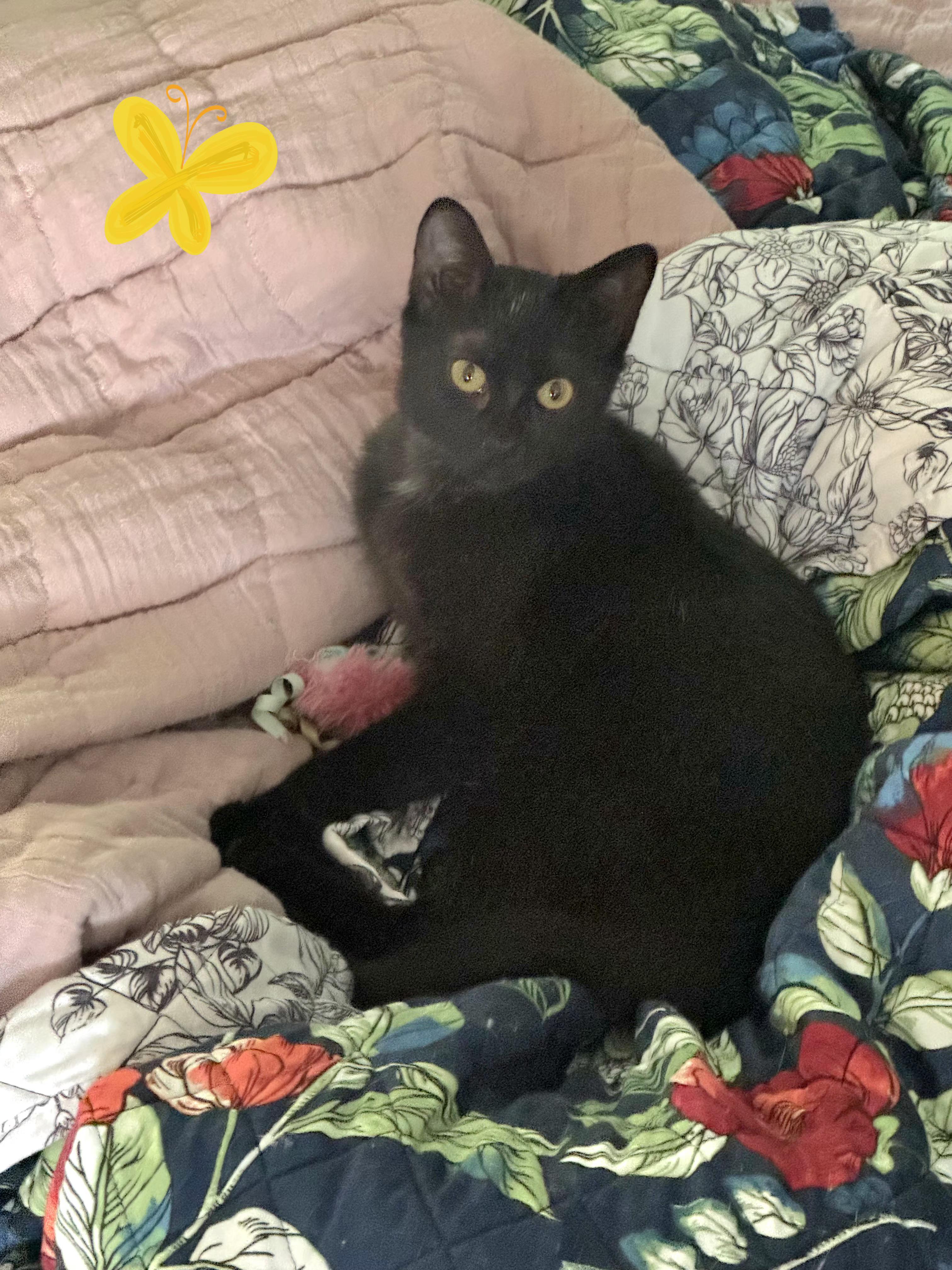Enlarge Augustine, a Adoptable Domestic Short Hair in Stanton, KY image 1/5