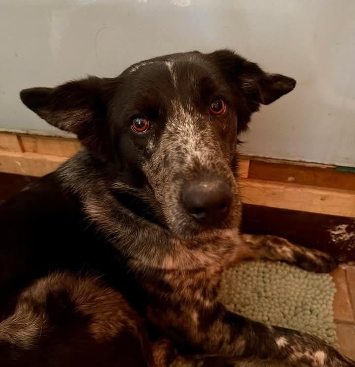 Sweetie, adopted, Adult Female Mixed Breed.