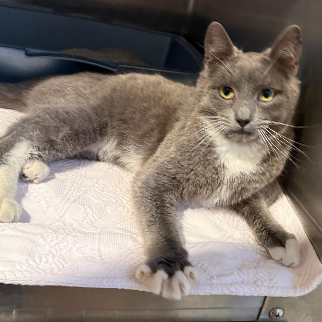 Enlarge Mittens, a Adoptable Domestic Short Hair in Cedaredge, CO image 1/6