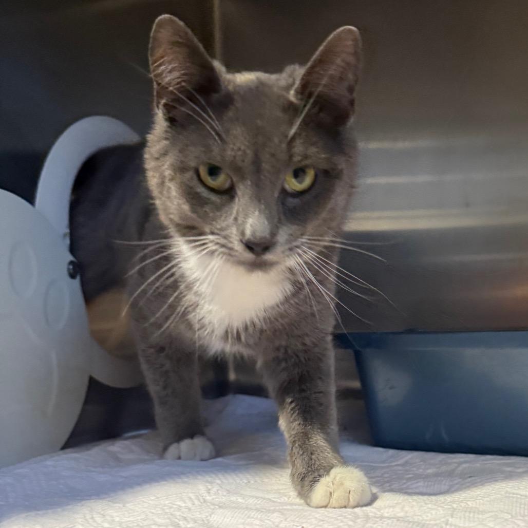 Enlarge Mittens, a Adoptable Domestic Short Hair in Cedaredge, CO image 2/6