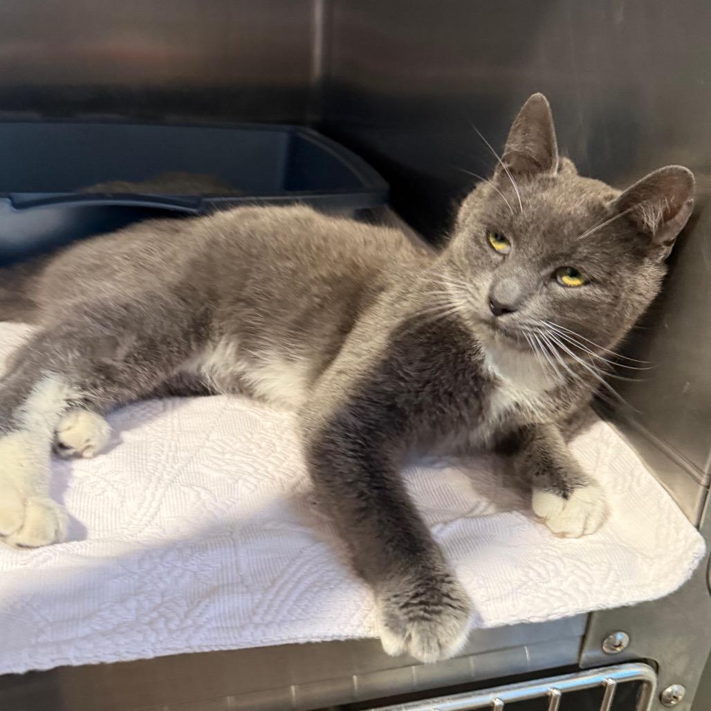 Enlarge Mittens, a Adoptable Domestic Short Hair in Cedaredge, CO image 3/6