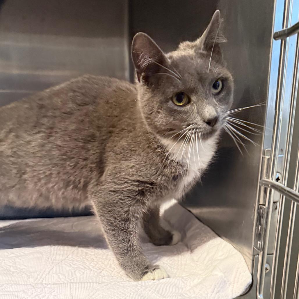 Enlarge Mittens, a Adoptable Domestic Short Hair in Cedaredge, CO image 4/6