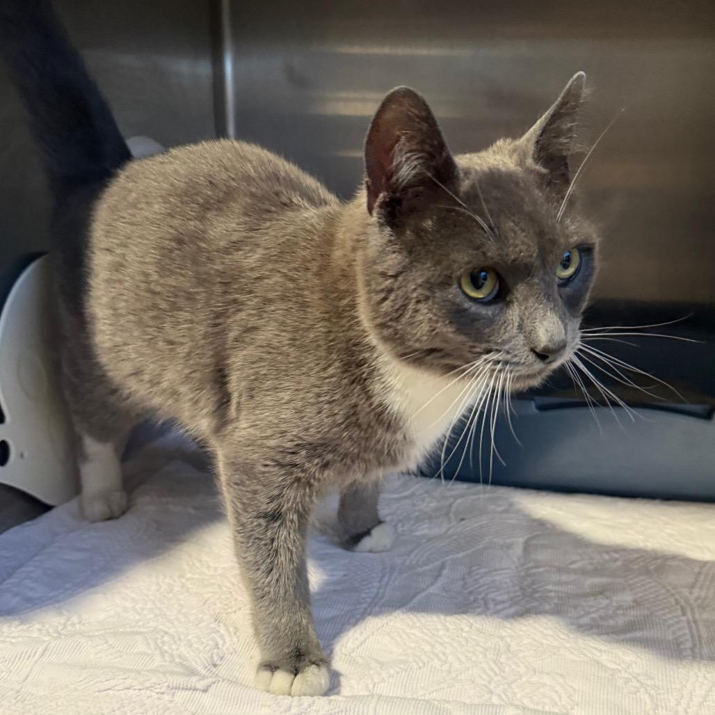 Enlarge Mittens, a Adoptable Domestic Short Hair in Cedaredge, CO image 5/6