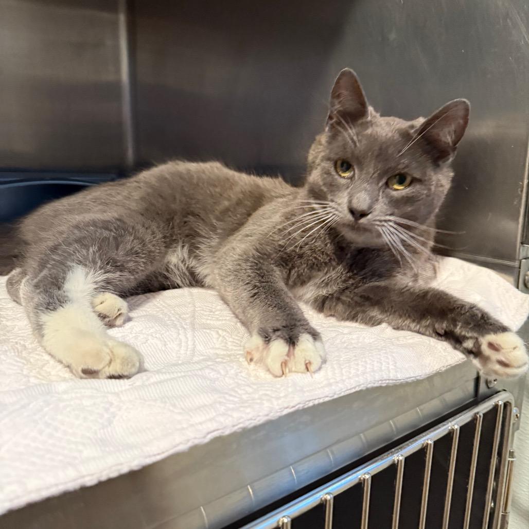 Enlarge Mittens, a Adoptable Domestic Short Hair in Cedaredge, CO image 6/6