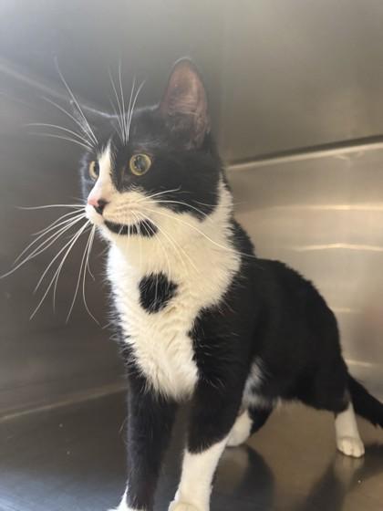 Enlarge Turtle, a ADOPTABLE Domestic Short Hair in Hamilton, MT image 2/6
