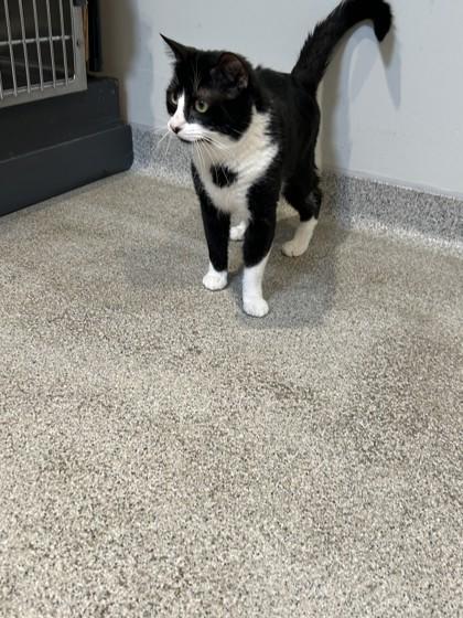 Enlarge Turtle, a ADOPTABLE Domestic Short Hair in Hamilton, MT image 5/6