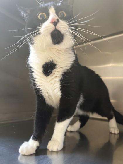 Enlarge Turtle, a ADOPTABLE Domestic Short Hair in Hamilton, MT image 3/6