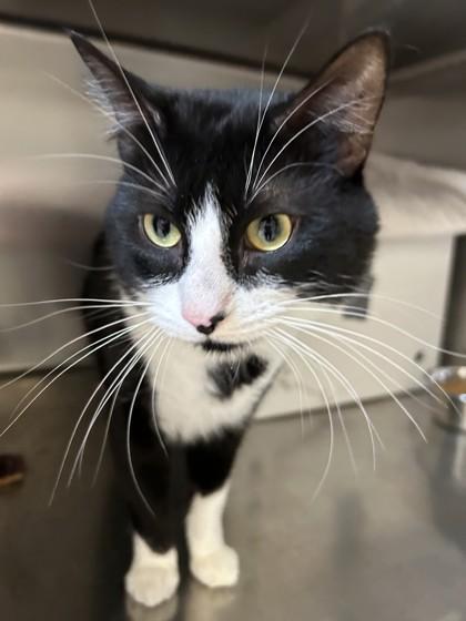 Turtle, ADOPTABLE, Adult Male Domestic Short Hair.
