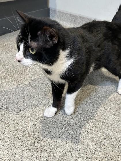 Enlarge Turtle, a ADOPTABLE Domestic Short Hair in Hamilton, MT image 6/6